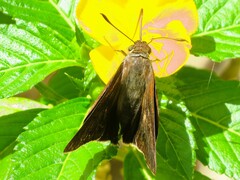 Asbolis capucinus