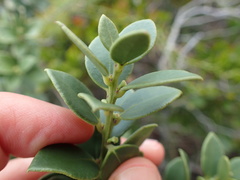 Robsonodendron maritimum