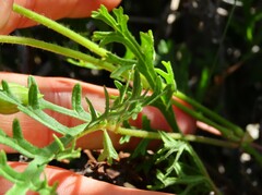 Pelargonium longicaule