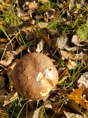 Leccinum