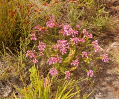 Erica cubica