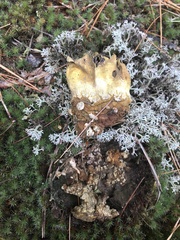 Scleroderma septentrionale