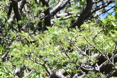 Bursera galeottiana