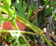 Pelargonium longicaule
