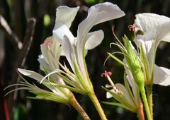 Pelargonium longicaule
