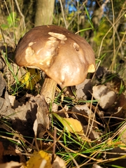 Leccinum