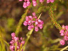 Erica cubica
