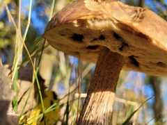 Leccinum