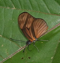 Eueides aliphera