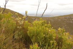 Leucadendron eucalyptifolium