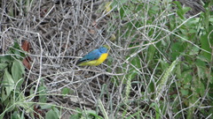 Passerina leclancherii