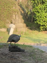 Numida meleagris coronatus