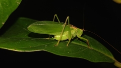 Hexacentrus yunnaneus