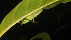 Hexacentrus yunnaneus