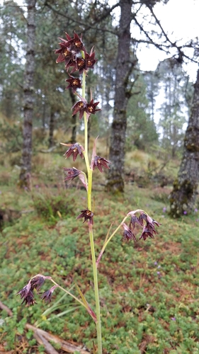 Anticlea frigida (Anticlea frigida)
