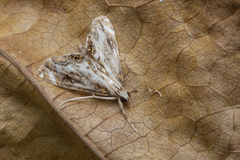 Paracataclysta fuscalis