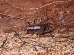 Rhaphidophoroidea