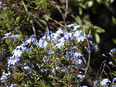 Plumbago auriculata