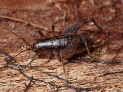 Rhaphidophoroidea
