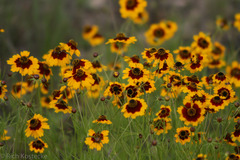 Coreopsis tinctoria
