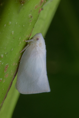 Sanurus