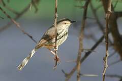 Prinia maculosa maculosa