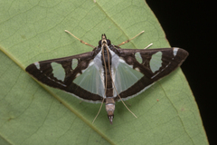 Glyphodes actorionalis