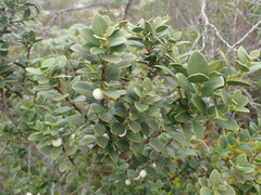Robsonodendron maritimum