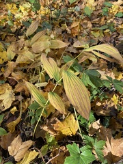 Uvularia grandiflora