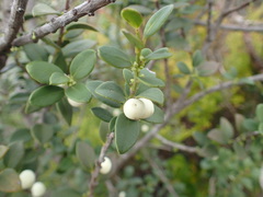 Robsonodendron maritimum