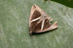 Chalciope mygdon