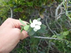 Robsonodendron maritimum