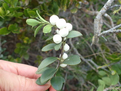 Robsonodendron maritimum