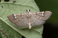 Chalcidoptera appensalis