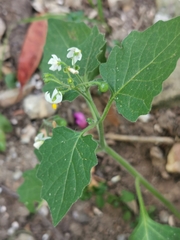 Solanum villosum