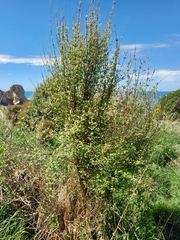 Olearia hectorii