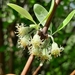 Olearia hectorii - Photo (c) j_ashcroft,  זכויות יוצרים חלקיות (CC BY-NC), הועלה על ידי j_ashcroft