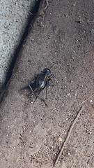 Gryllus pennsylvanicus