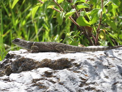 Sceloporus aureolus