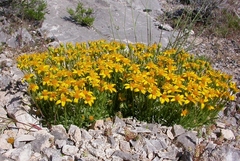 Ceratocephala testiculata