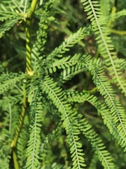 Parkinsonia aculeata