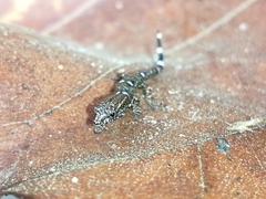 Sphaerodactylus continentalis