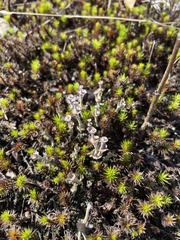 Cladonia verticillata