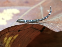 Sphaerodactylus continentalis