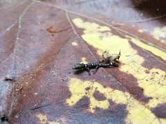 Sphaerodactylus continentalis