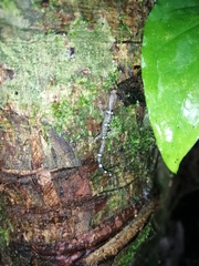 Sphaerodactylus continentalis