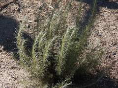 Artemisia californica