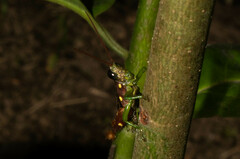 Syntomacris guttulosa