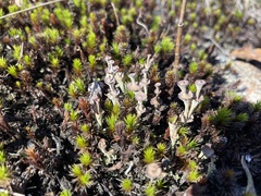 Cladonia verticillata