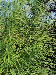 Parkinsonia aculeata